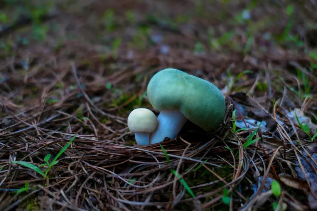 野生菌的N種吃法，沒(méi)有一朵jier能逃出云南人的餐桌