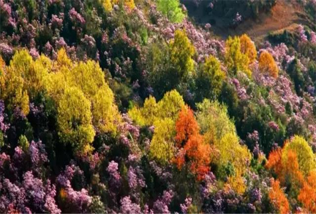 云南傳媒公司：轎子雪山即將迎來(lái)最盛花期，滿山杜鵑美哭了