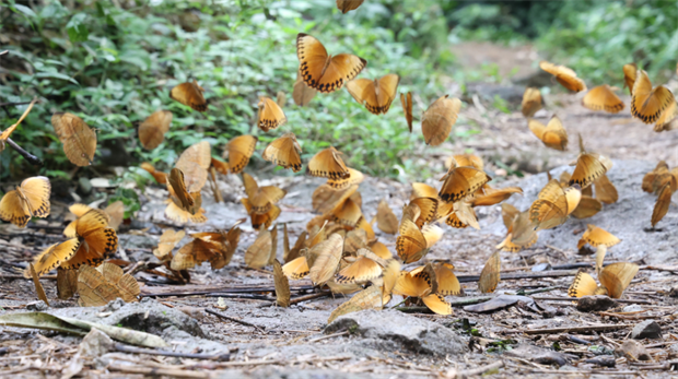 云南旅游,云南旅行社,云南團(tuán)建公司,云南策劃公司,云南會(huì)議會(huì)展,云南策劃執(zhí)行,云南活動(dòng)地接,紅河旅游,紅河旅行社,紅河團(tuán)建公司,紅河策劃公司,紅河會(huì)議會(huì)展:金平“蝶舞盛宴”向你發(fā)出邀約丨有一種叫云南的生活之365天