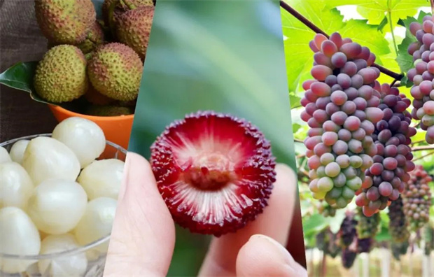 云南旅游,云南旅行社,云南團(tuán)建公司,云南策劃公司,云南會(huì)議會(huì)展,云南活動(dòng)執(zhí)行,云南地接,紅河旅游,紅河旅行社,紅河團(tuán)建公司,紅河策劃公司,紅河會(huì)議會(huì)展,紅河策劃執(zhí)行:嘗盡夏日甜蜜,就在紅河!